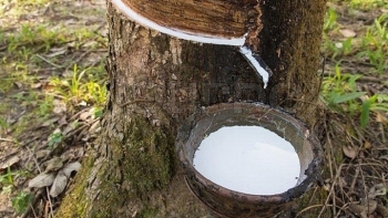 Cập nhật giá cao su chiều nay 8/12: Tăng nhẹ