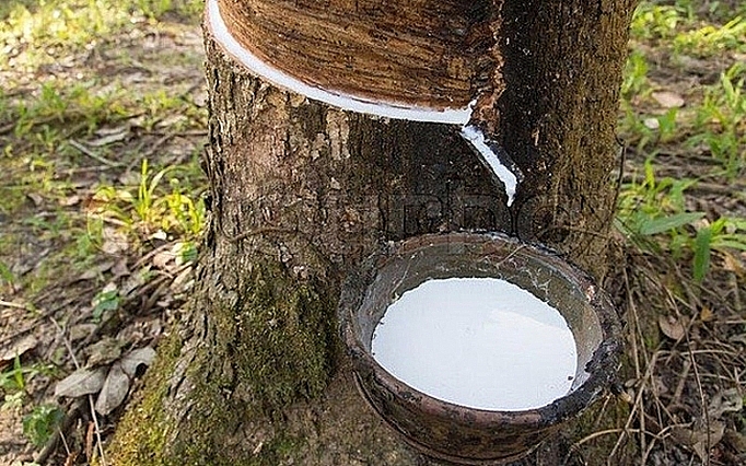 Cập nhật giá cao su chiều nay 8/12: Tăng nhẹ