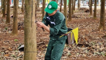 Cập nhật giá cao su hôm nay 10/12: Trái chiều giữa các sàn