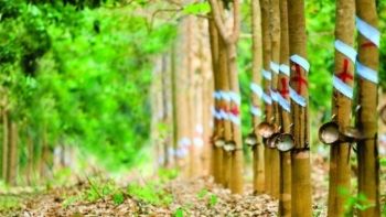 Cập nhật giá cao su hôm nay 11/12: Trái chiều