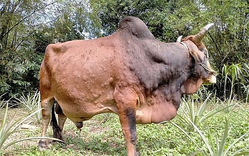 tổng số hơn 1.100 con trâu, bò mắc bệnh, trong đó trên 140 chết, buộc tiêu hủy.