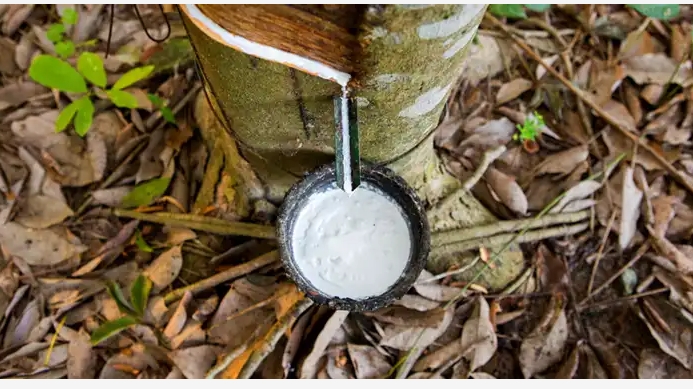 Cập nhật giá cao su hôm nay 12/12: Xu hướng giảm