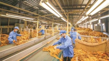 Quy định việc nhập khẩu thuốc lá nguyên liệu theo hạn ngạch thuế quan năm 2021