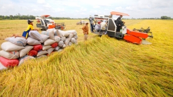 Cập nhật giá gạo hôm nay 13/12: Cuối tuần đi ngang