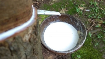 Cập nhật giá cao su hôm nay 15/12: Trái chiều giữa các sàn