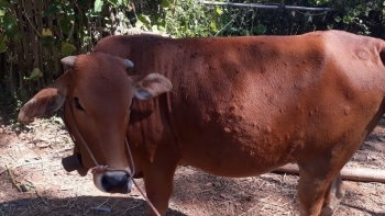 Hà Nội: Xuất hiện bệnh viêm da nổi cục tại một hộ chăn nuôi bò