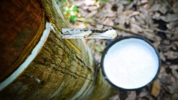 Cập nhật giá cao su chiều nay 16/12: Tăng mạnh trên sàn Nhật Bản