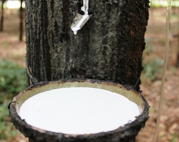 Cập nhật giá cao su chiều nay 17/12: Biến động