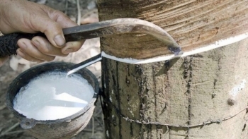 Cập nhật giá cao su chiều nay 21/12: Trầm lắng