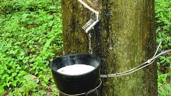 Cập nhật giá cao su hôm nay 22/12: Tăng đồng loạt