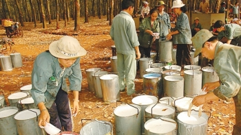 Cập nhật giá cao su hôm nay 25/12: Giảm đồng loạt