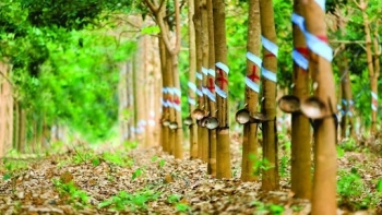 Cập nhật giá cao su chiều nay 25/12: Bật tăng trên sàn Nhật Bản