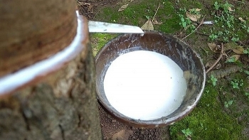 Cập nhật giá cao su hôm nay 26/12: Sàn Thượng Hải tiếp tục giảm