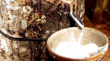 Cập nhật giá cao su chiều nay 29/12: Thị trường Nhật Bản lấy lại đà tăng