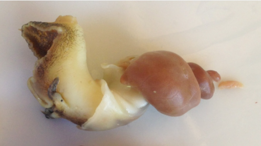 Khối gan, tụy của ốc hương Khánh Hòa 