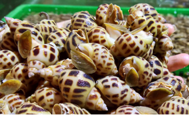 Bảo hộ chỉ dẫn địa lý ốc hương “Khánh Hòa”