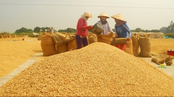 Cập nhật giá lúa gạo hôm nay 6/12/2021: Lúa OM 5451 tăng 200 đồng