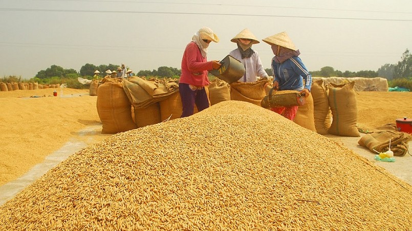 Cập nhật giá lúa gạo hôm nay 6/12/2021: Lúa OM 5451 tăng 200 đồng