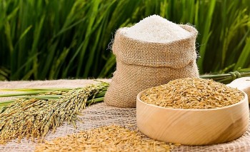 Cập nhật giá lúa gạo hôm nay 13/12/2021: Giá gạo xu hướng giảm