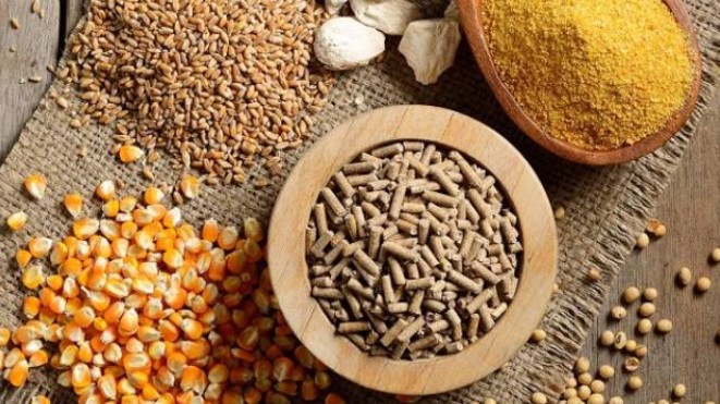 Nhập khẩu thức ăn gia súc và nguyên liệu 11 tháng đạt gần 4,5 tỷ USD