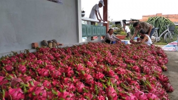 Trung Quốc ngừng nhập khẩu thanh long Việt Nam