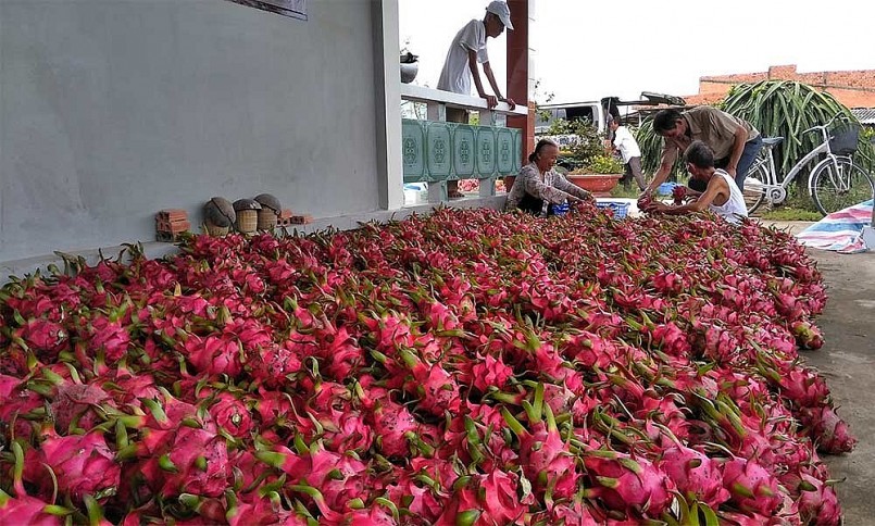 Trung Quốc ngừng nhập khẩu thanh long Việt Nam