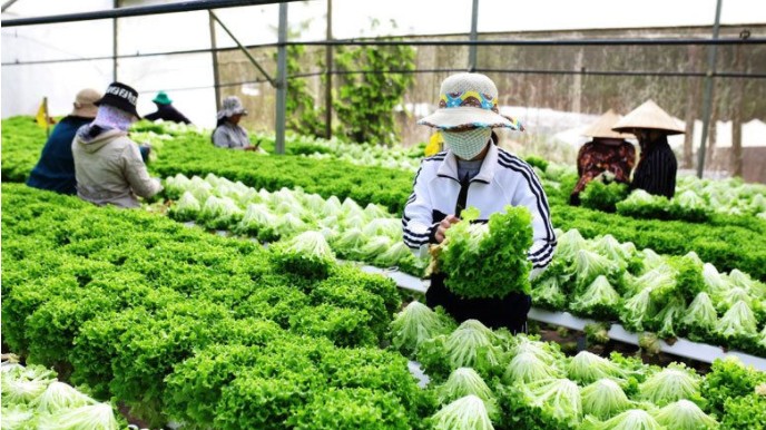 Gỡ vướng liên quan đến cấp phép, kiểm tra chất lượng trong lĩnh vực nông nghiệp