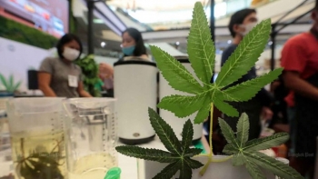 Cơn sốt trồng cây gai dầu và cần sa, sự khác nhau ra sao?