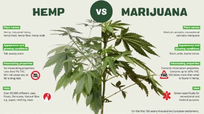 Cơn sốt trồng cây gai dầu và cần sa, sự khác nhau ra sao?