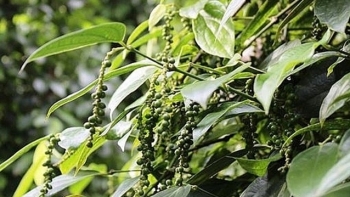 Giá hồ tiêu hôm nay 3/1: Sát ngưỡng 55 triệu đồng/tấn