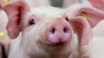 Giá thịt lợn hôm nay 3/1: Tiếp đà tăng cao