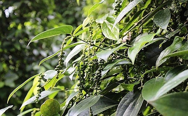 Giá hồ tiêu hôm nay 3/1: Sát ngưỡng 55 triệu đồng/tấn.