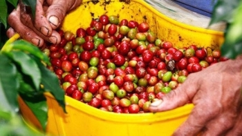 Giá cà phê hôm nay 3/1: Thị trường trong nước giảm nhẹ