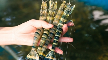 Bất chấp ảnh hưởng của dịch Covid-19, tổng sản lượng thủy sản năm 2020 vẫn tăng 1,8%