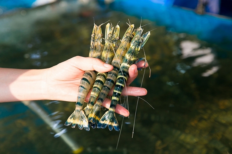 Tổng sản lượng thủy sản năm 2020 tăng 1,8% Tổng sản lượng thủy sản năm 2020 tăng 1,8%