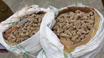 Hà Giang: Phát hiện, tạm giữ 150kg Tam thất củ không rõ nguồn gốc