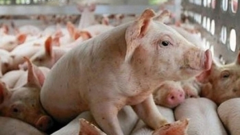 Giá thịt lợn hôm nay 5/1: Chững giá tại nhiều địa phương