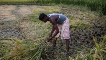 Lần đầu tiên sau nhiều thập kỷ, Việt Nam nhập khẩu gạo từ Ấn Độ