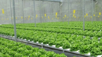 Bắc Ninh: Quy hoạch khu vực phát triển nông nghiệp công nghệ cao phía nam sông Đuống