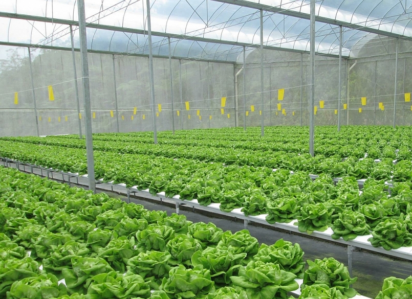 Quy hoạch Gia Bình là khu vực phát triển nông nghiệp công nghệ cao phía nam sông Đuống