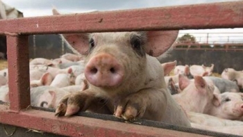 Giá thịt lợn hôm nay 6/1: Miền Bắc chạm ngưỡng 81.000 đồng/kg
