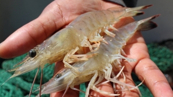 Sóc Trăng: Vụ nuôi tôm nước lợ năm 2020 thắng lớn