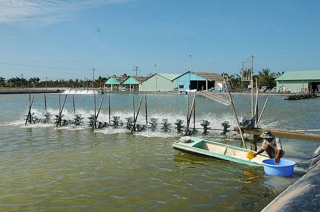 vụ tôm nước lợ năm 2021, Sóc Trăng đặt mục tiêu sẽ thả nuôi 51.000 ha tôm nước lợ vụ tôm nước lợ năm 2021, Sóc Trăng đặt mục tiêu sẽ thả nuôi 51.000 ha tôm nước lợ