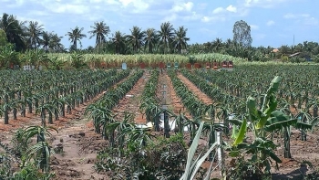 Tiền Giang: Chuyển đổi 7.700 ha đất lúa nhằm thích ứng với biến đổi khí hậu