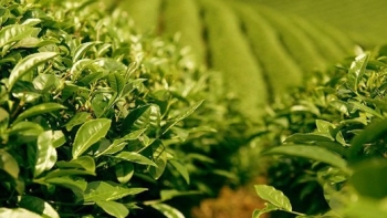 Năm 2020, xuất khẩu chè của Việt Nam ước đạt 137.000 tấn