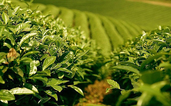 Xuất khẩu chè năm 2020 ước đạt 137.000 tấn