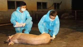 Kiên Giang: Tăng cường công tác phòng, chống bệnh Dịch tả lợn Châu Phi