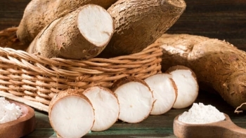 Năm 2020, xuất khẩu sắn và sản phẩm sắn đạt 2,76 triệu tấn