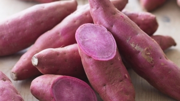 Vĩnh Long: Huyện Bình Tân chêm 50ha khoai lang được chứng nhận VietGAP