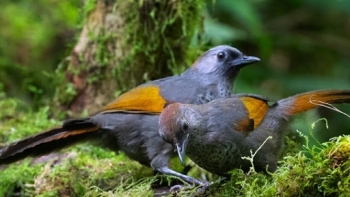 Thành lập Khu dự trữ thiên nhiên Ngọc Linh